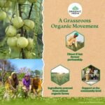 colvod, Tulsi Moringa Green Tea  (50bag,100bag,250gm,500gm) Low Caffeine, Non GMO & Gluten Free | Naturally High Grown Green Tea | Individually Wrapped Pyramid Tea Bags | Direct from Source