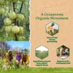 Colvod Ayurvedic Herbal Green Tea | Green Tea with Turmeric, Ashwagandha, Giloy, Amla & Mint | Immunity Booster, Antioxidant-Rich, Detox & Digestive Support | 100 Tea Bags