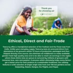 colvod, Tulsi Moringa Green Tea  (50bag,100bag,250gm,500gm) Low Caffeine, Non GMO & Gluten Free | Naturally High Grown Green Tea | Individually Wrapped Pyramid Tea Bags | Direct from Source